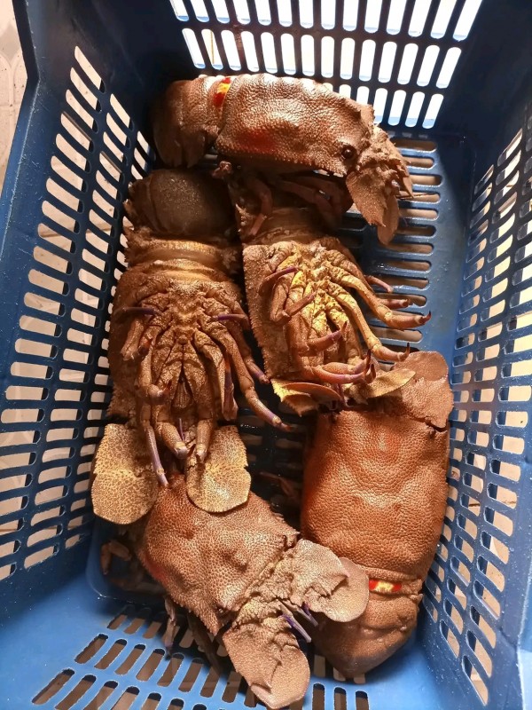 Aragosta primaverile e scampo from Ghana