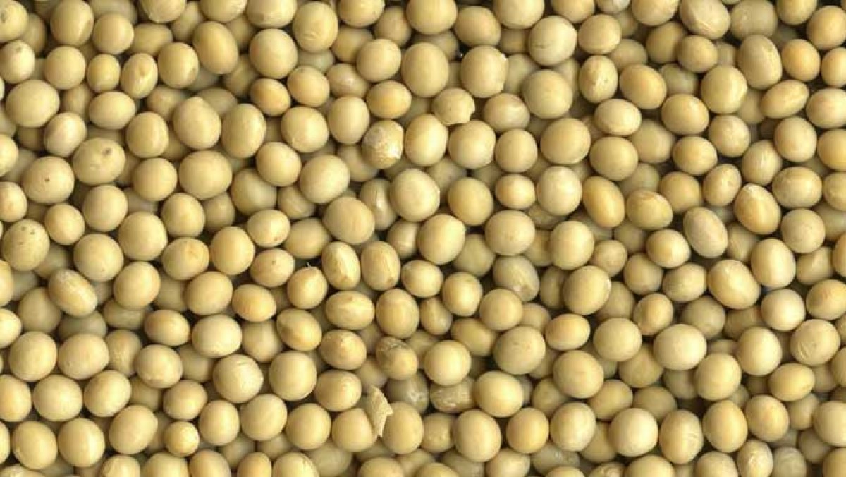 Soyabean from Ghana