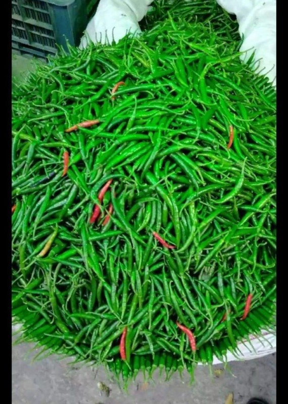 Fresh Long  Chilli pepper from Ghana