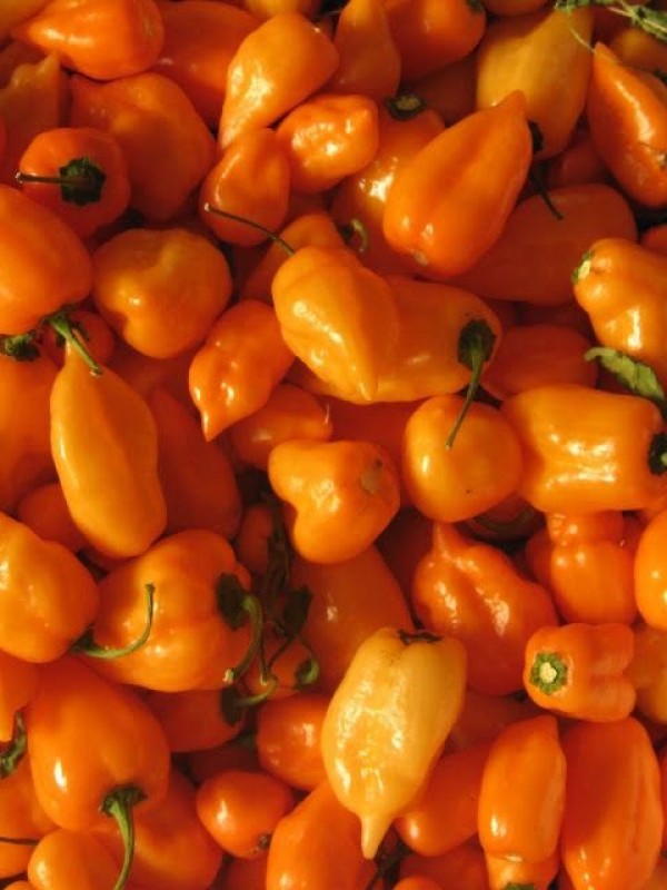 Habanero. Pepper from Ghana