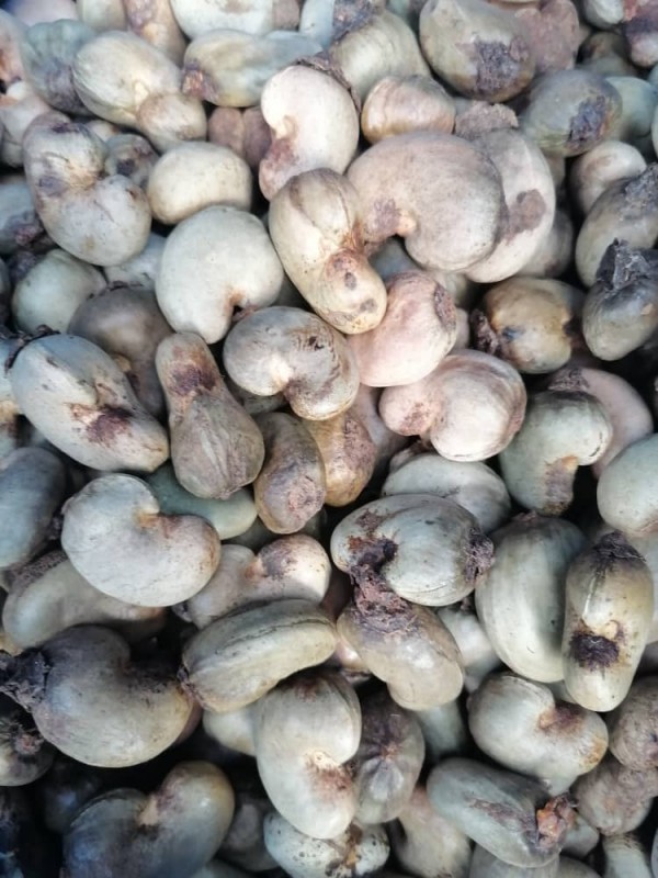 Raw Cashew nuts from Ghana