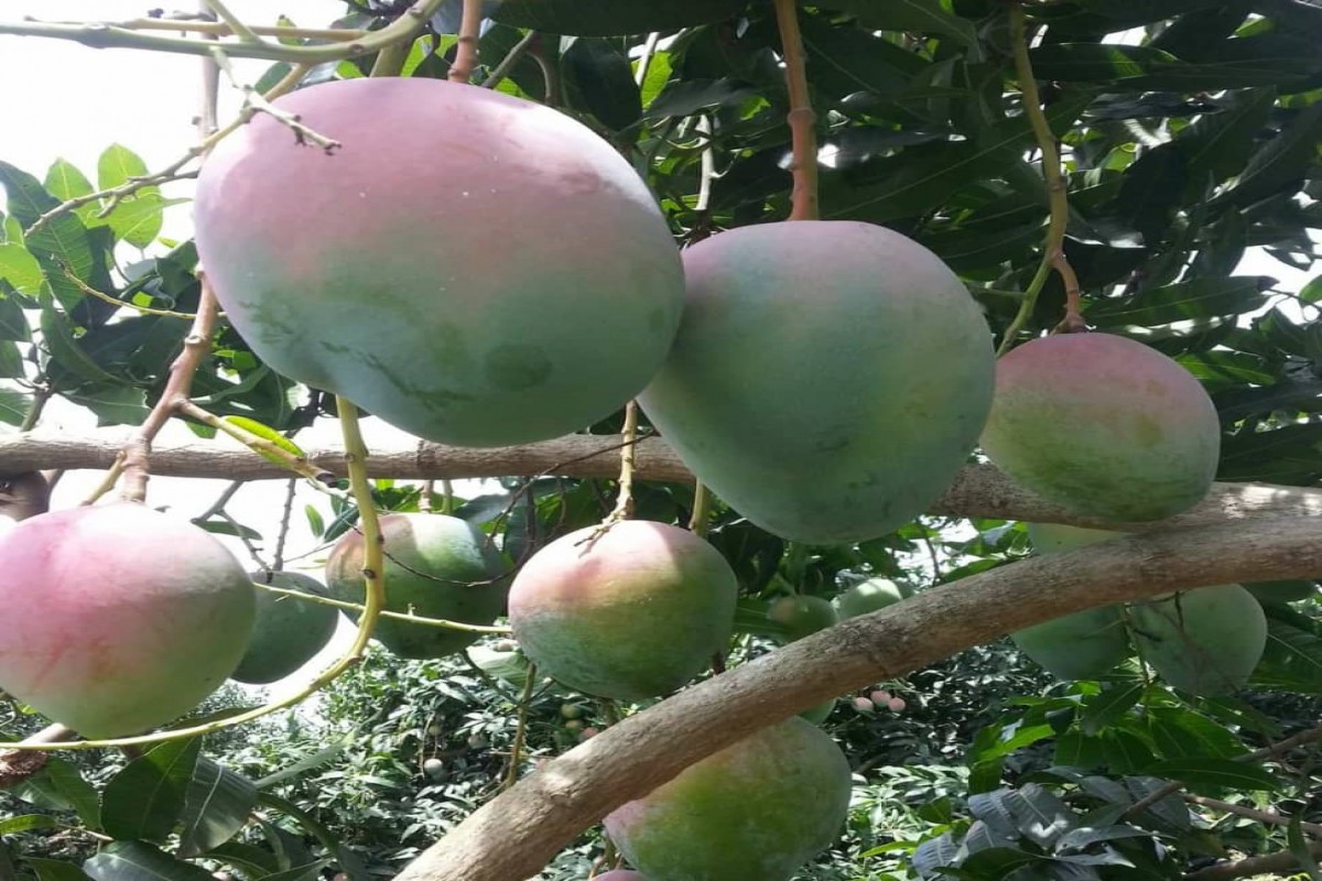 Mangga from Ghana