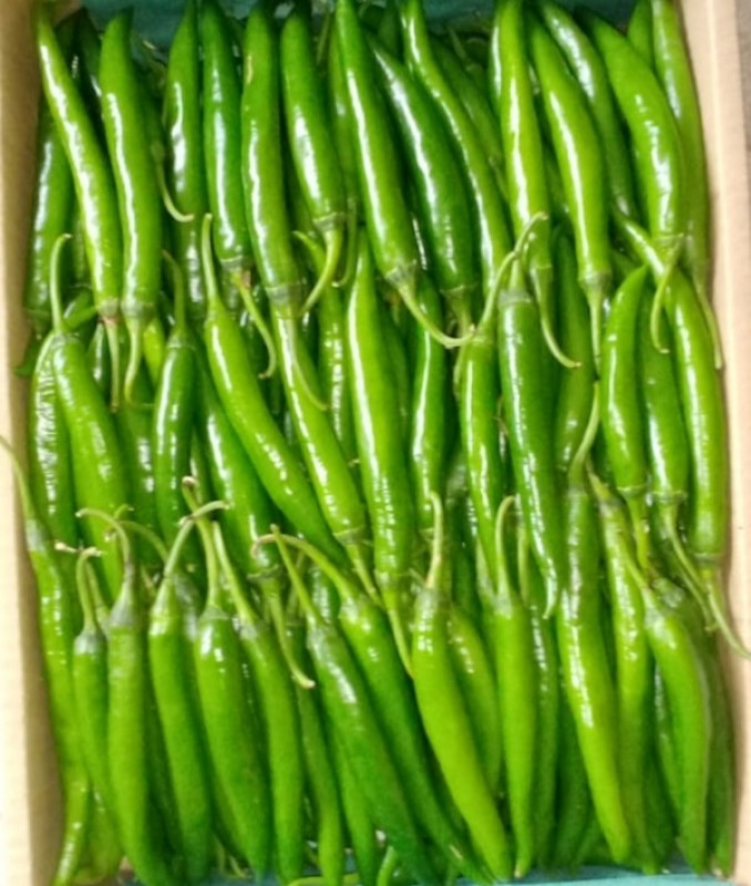 Chilli Pepper from Ghana