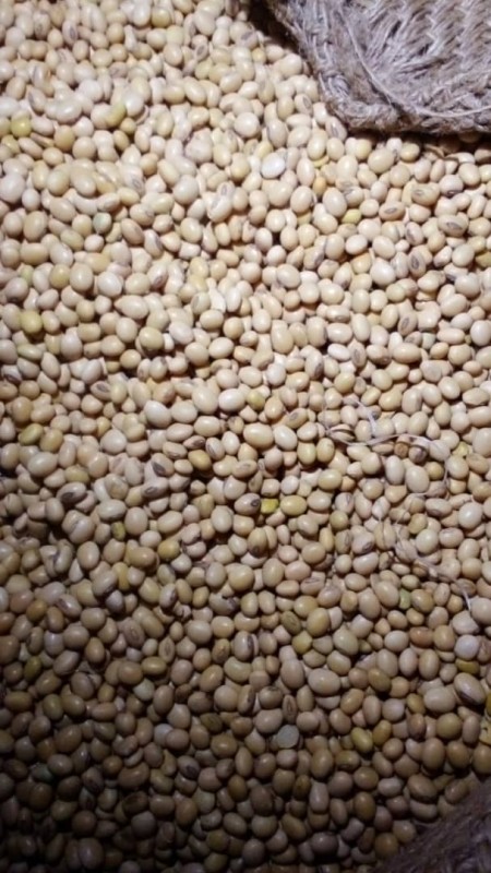 Soybean from Ghana