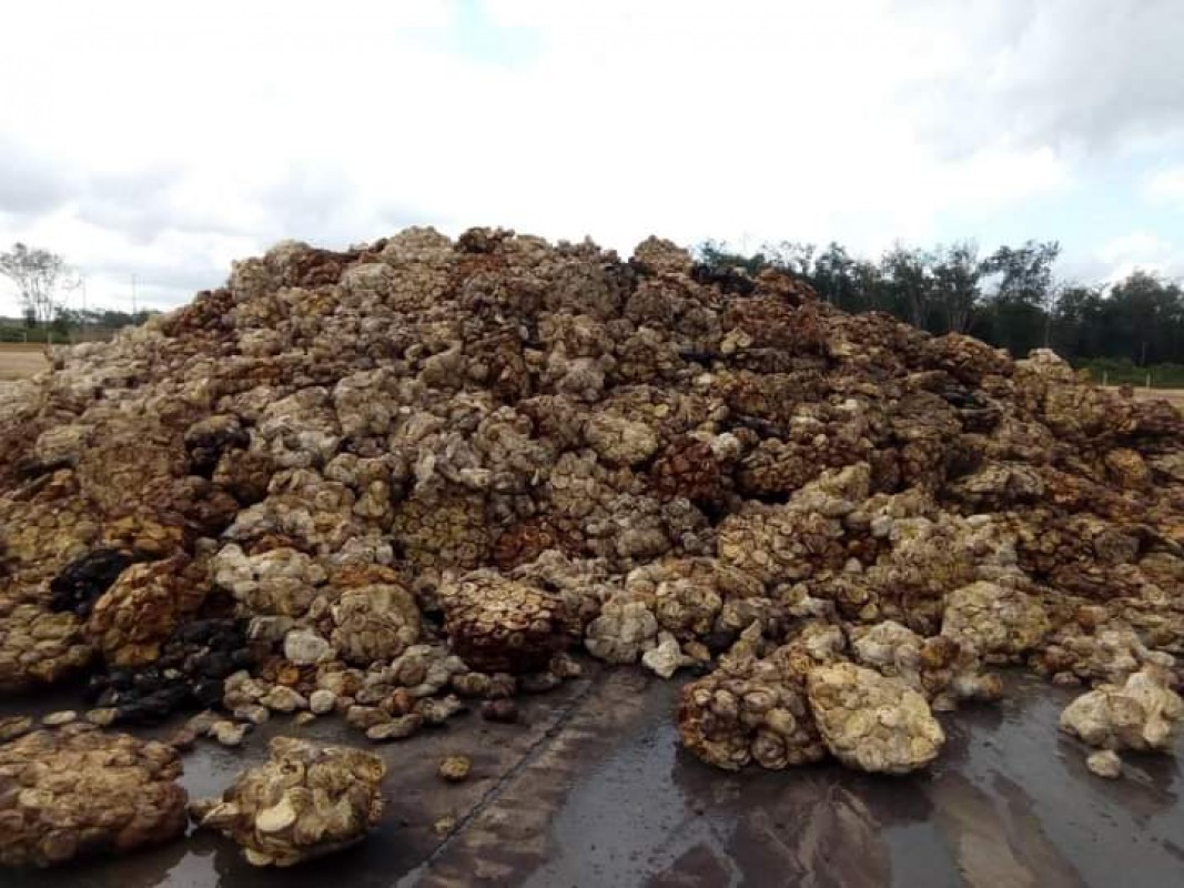 Natural Rubber from Ghana