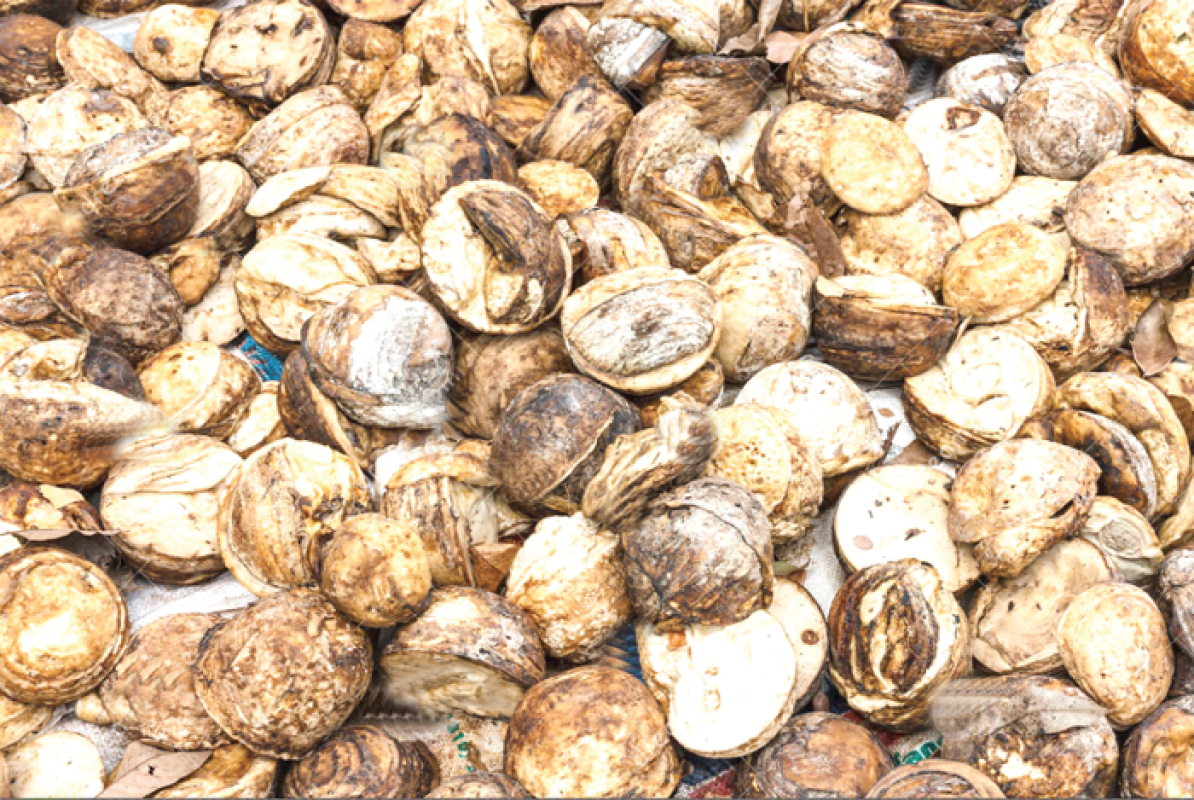 Karet Alam from Ghana