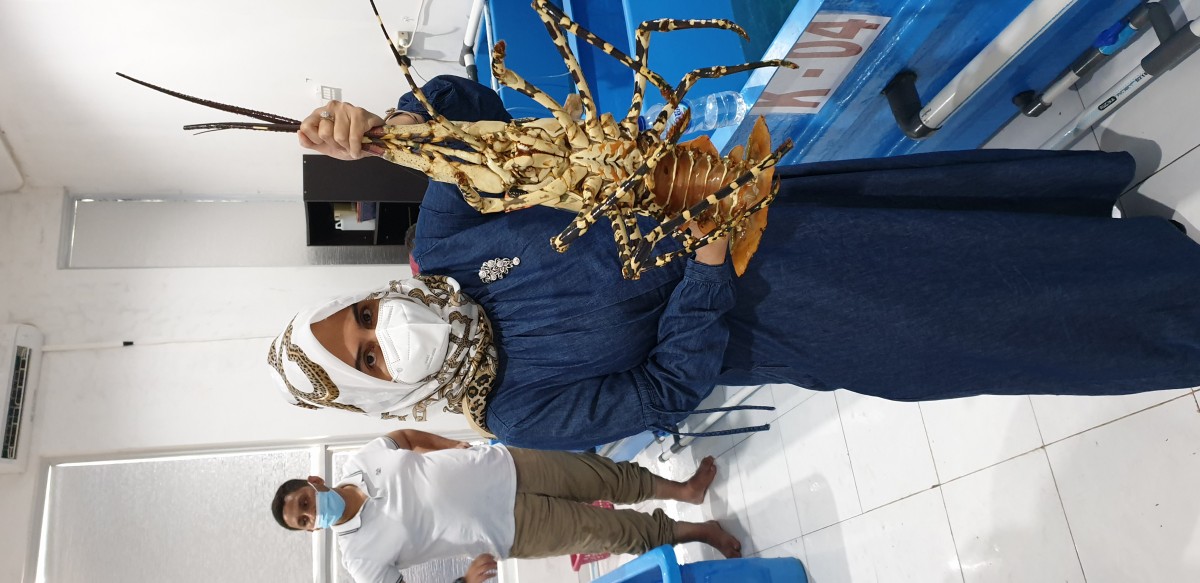 Live Lobster from Indonesia