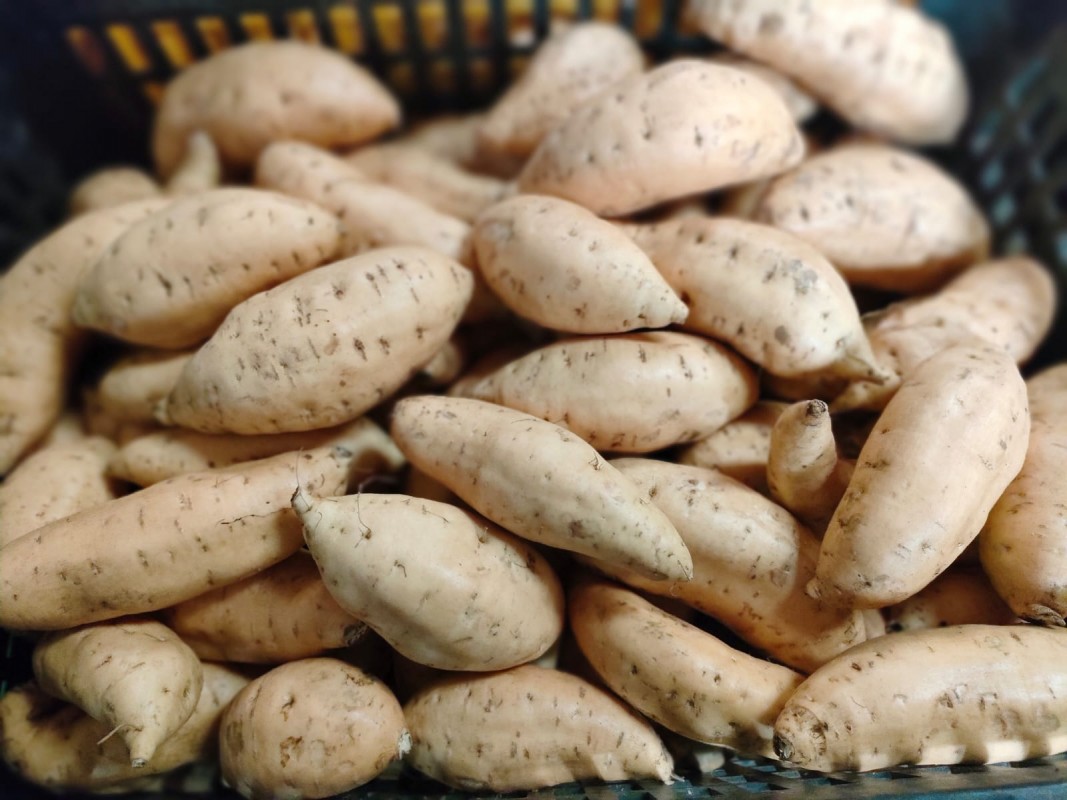Patates douces au miel de Cilembu from Indonésie