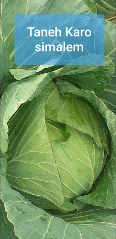 Kohl from Indonesien