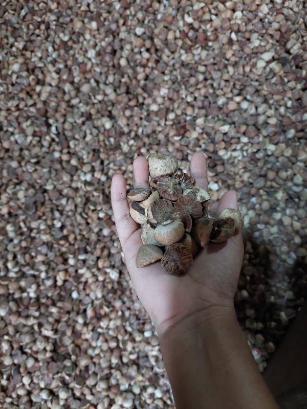 Areca Betel Nut from Indonesia