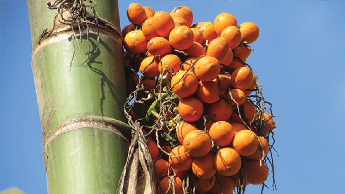 Betel Nut from Indonesia