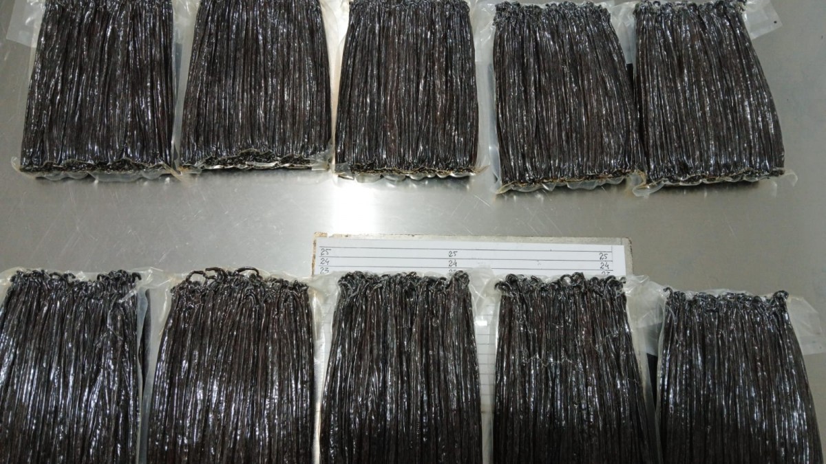 Laska Wanilii Planifolia Klasa A from Indonezja
