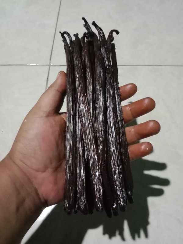 Laski Wanili Planifolia Klasa A from Indonezja