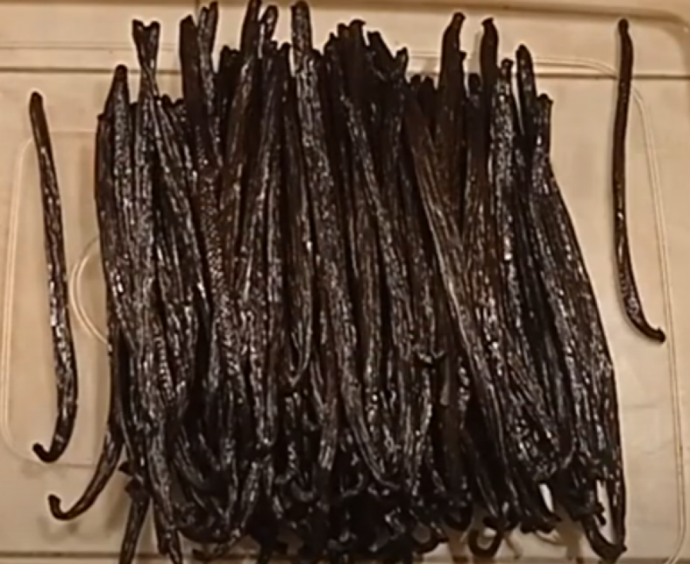 Laski wanilii from Indonezja