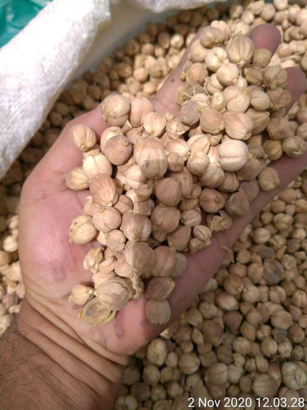White Cardamon from Indonesia