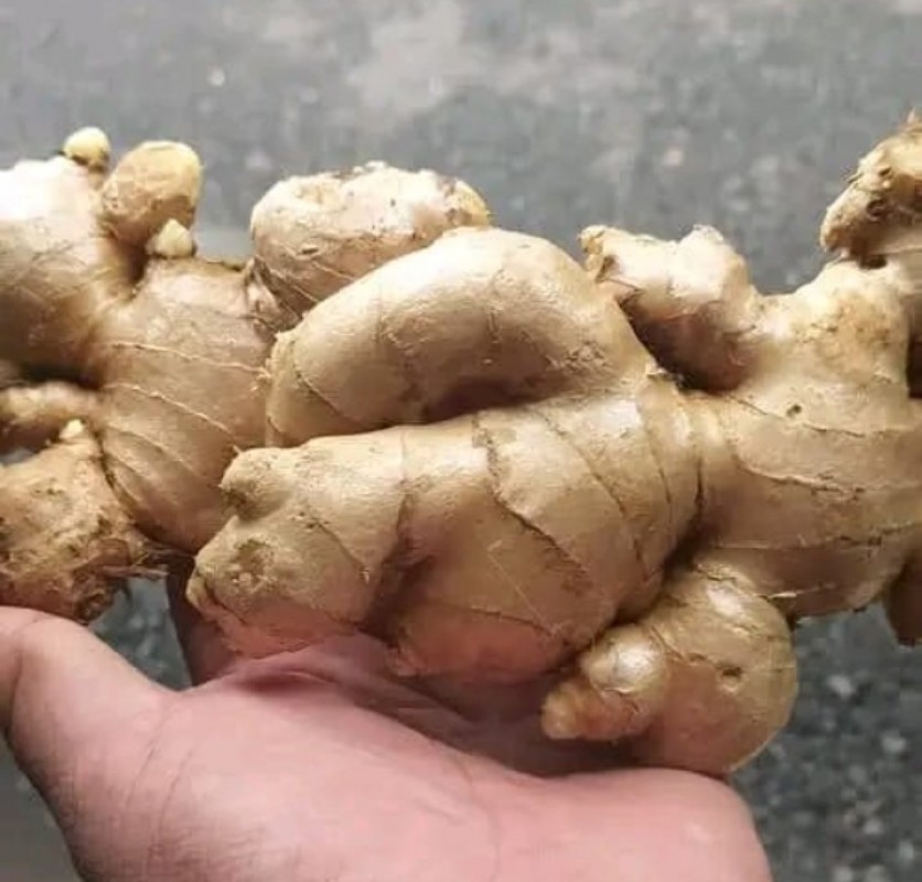 świeży imbir from Indonezja