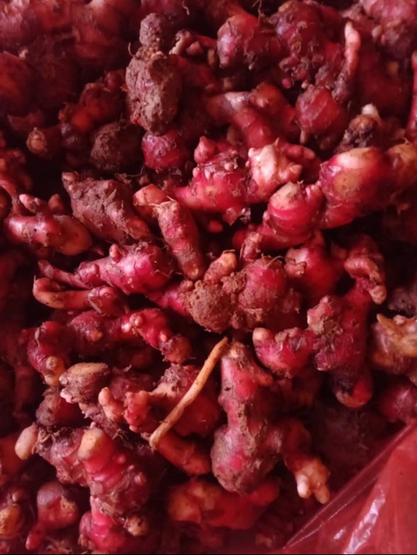 Red Ginger from Indonesia