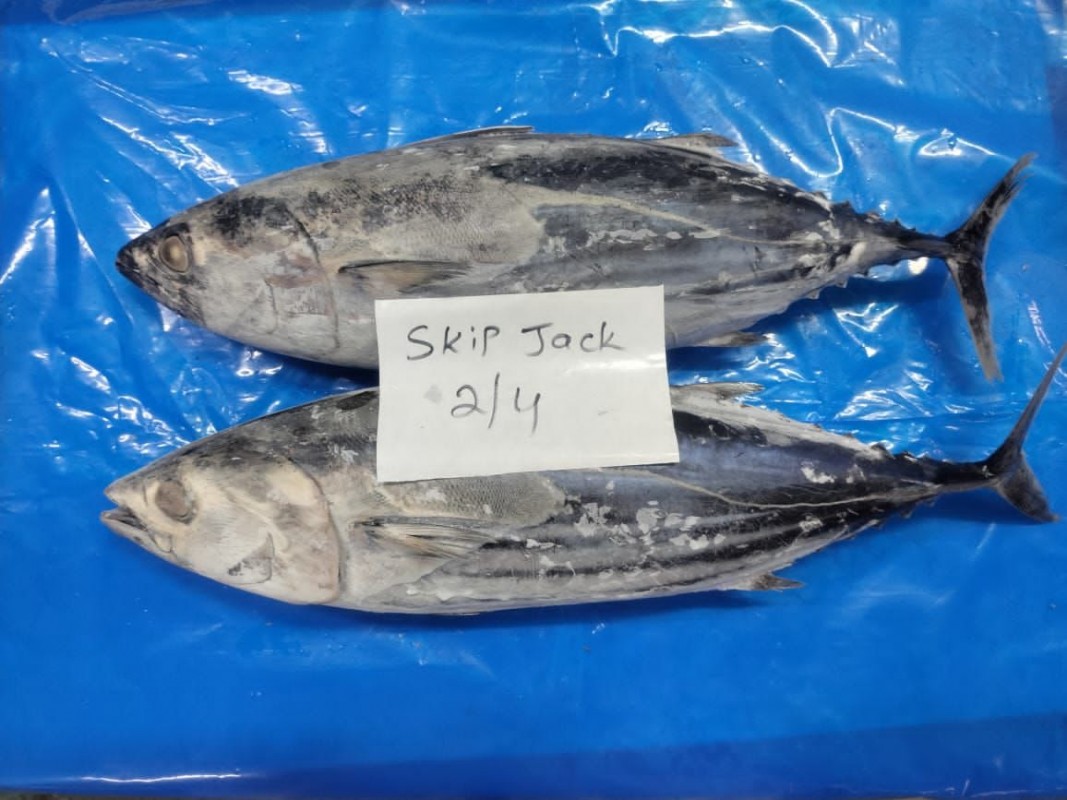Skipjack tuna from India