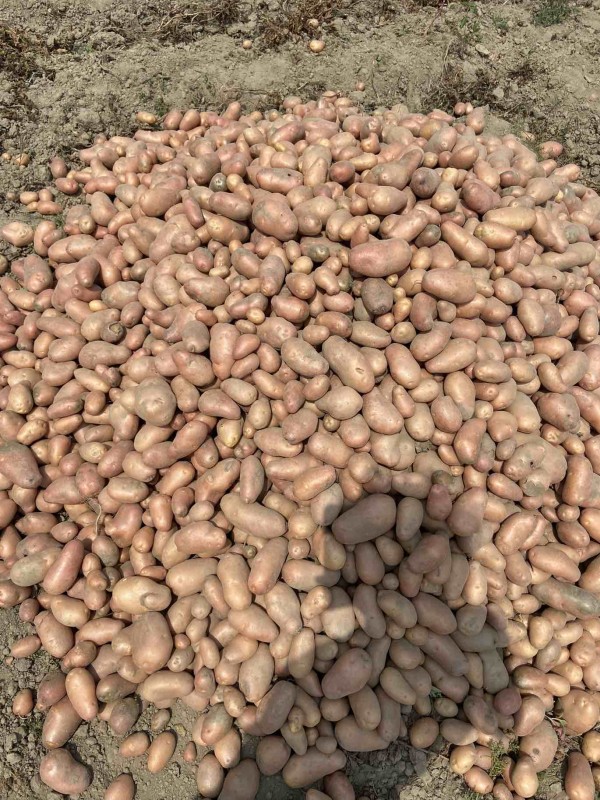 Fresh Potatoes from India