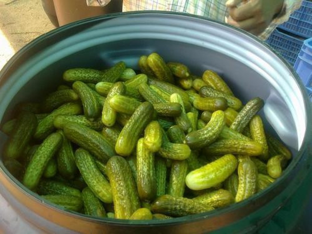 Gherkins , Green Pepper and Jalapenos from India