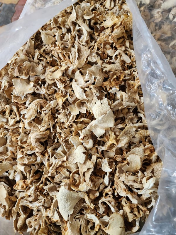 Gedroogde oesterzwam from India