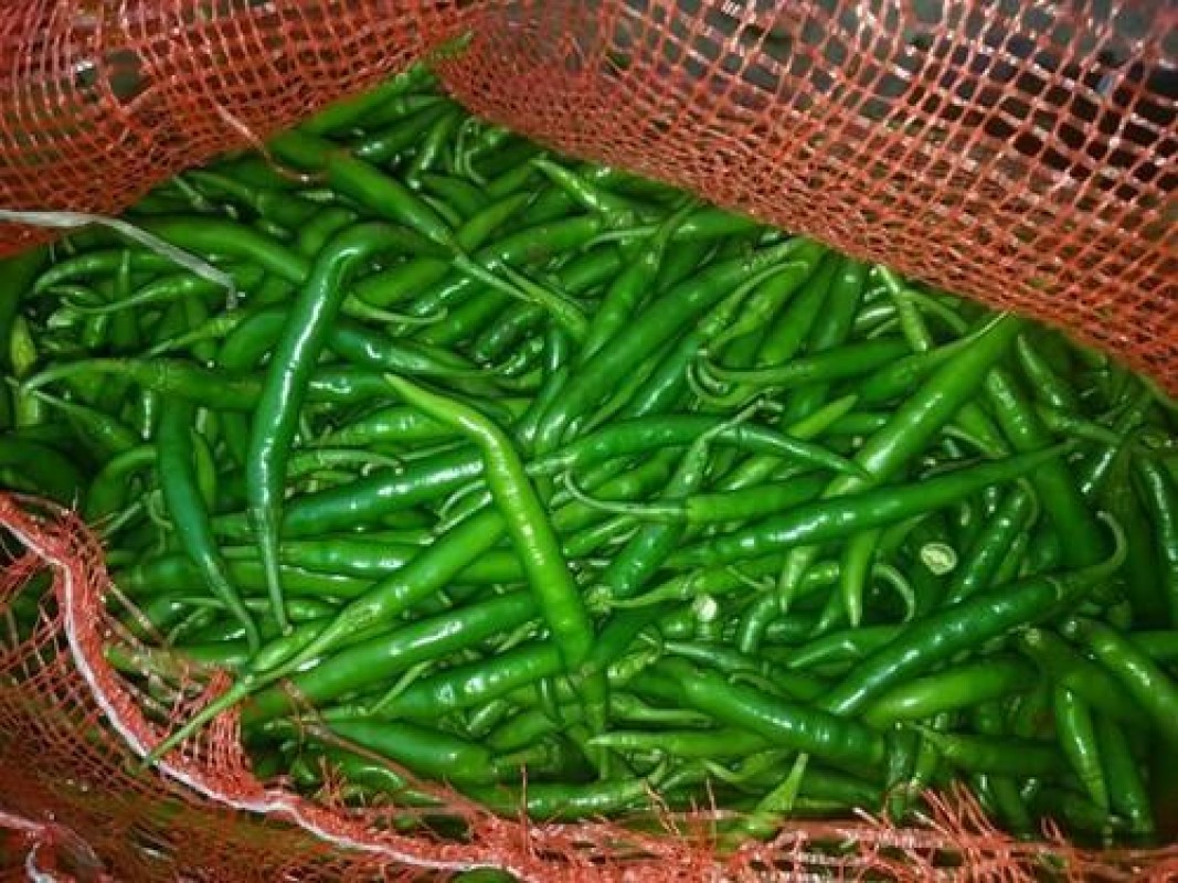 Chile Verde Indio (G4) from India