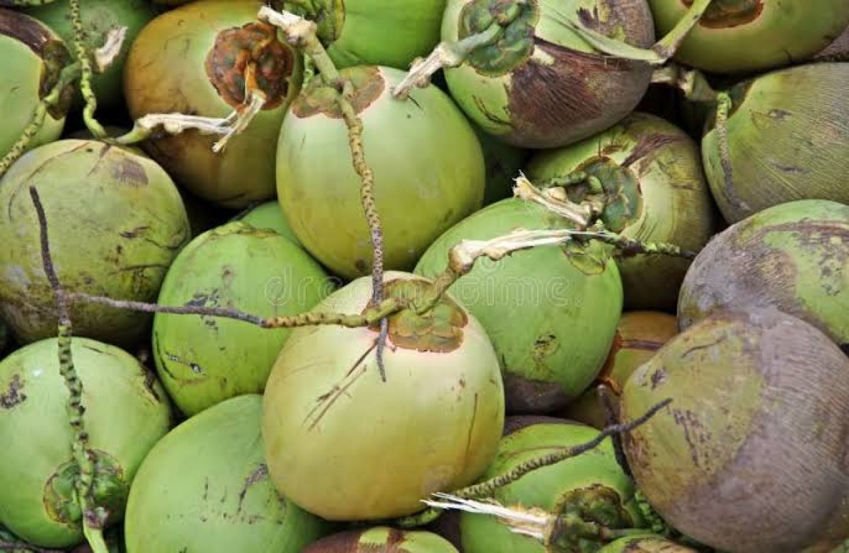 Coco fresco from India