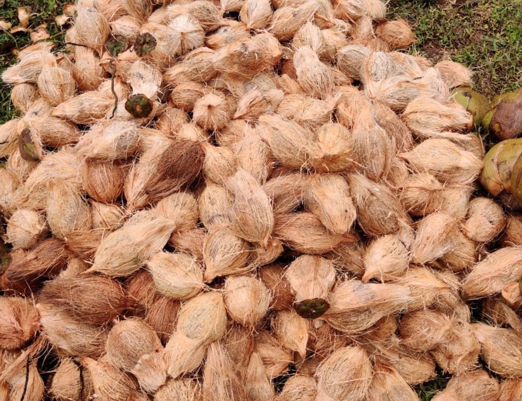 Coconut from India