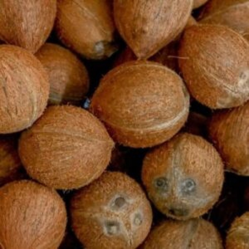 DE HUSKED COOCNUT from India