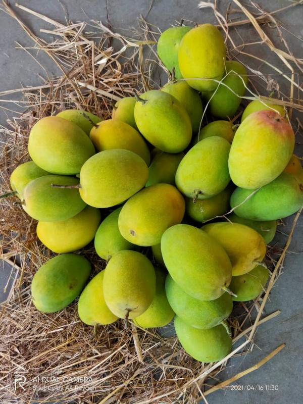 INDIAN ALPHONSO & KESAR MANGO from India