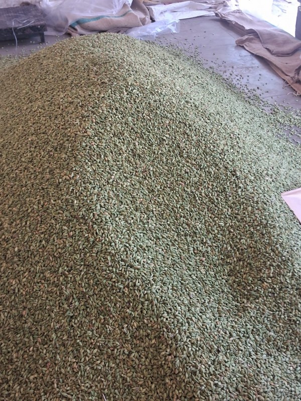 Cardamom from India