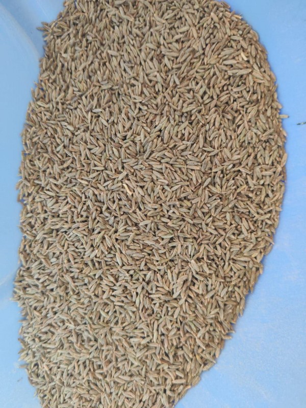 Semi di cumino from India