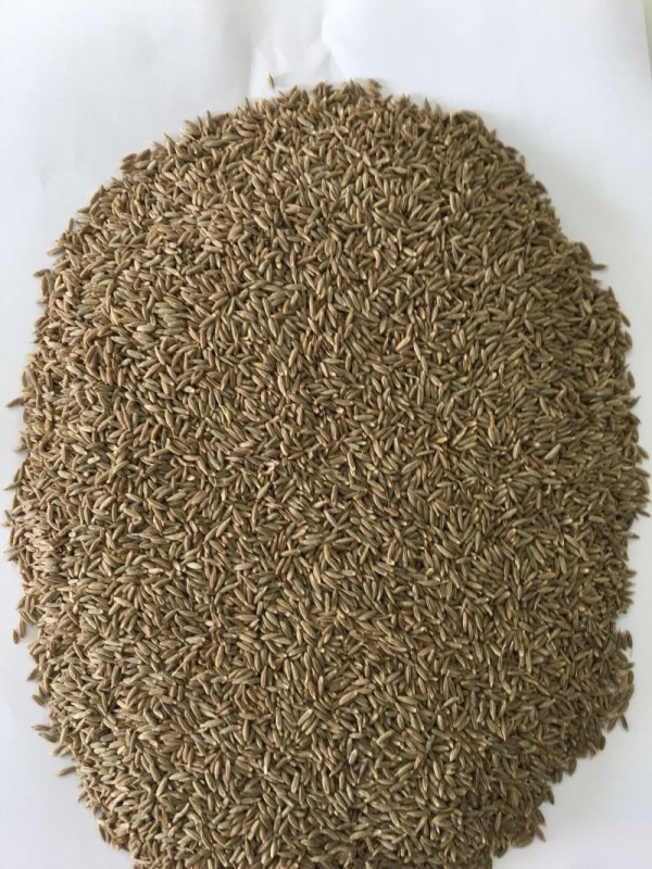 Semi di cumino from India