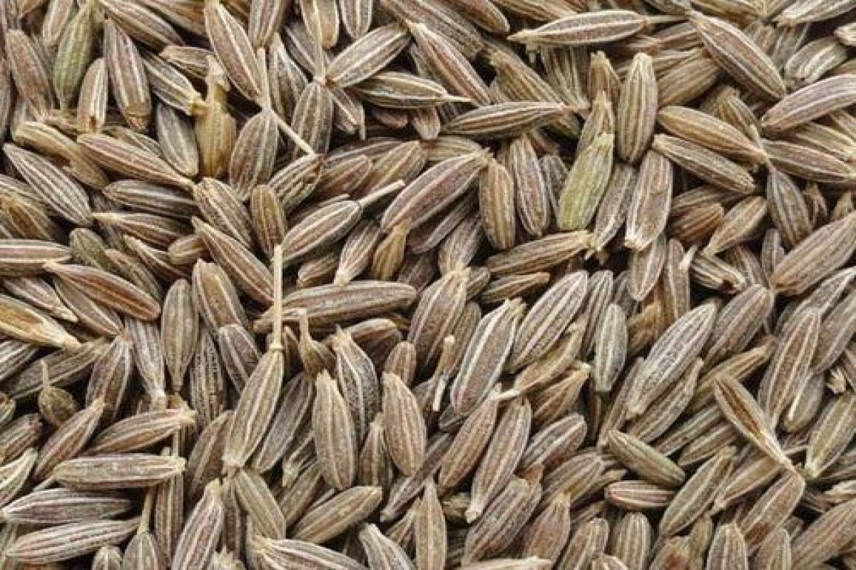 Cumin Seeds from India