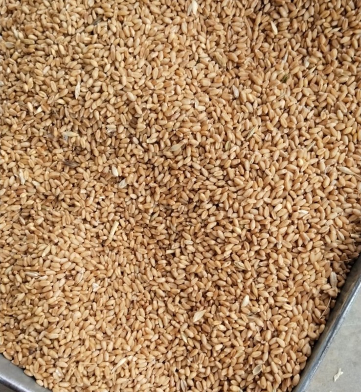 Trigo from India