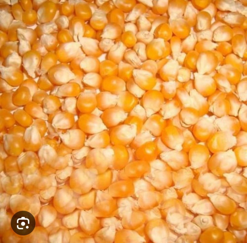 Yellow maize 🌽 from India