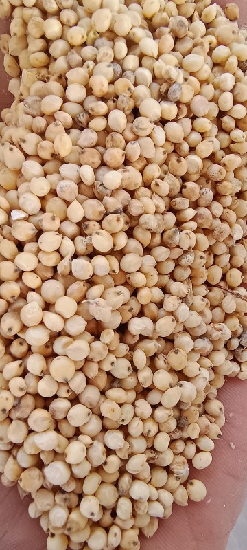 sorghum from India