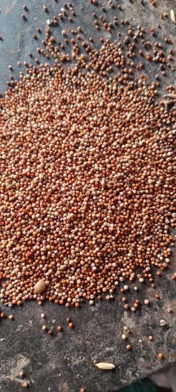 Ragi (Finger Millet) from India