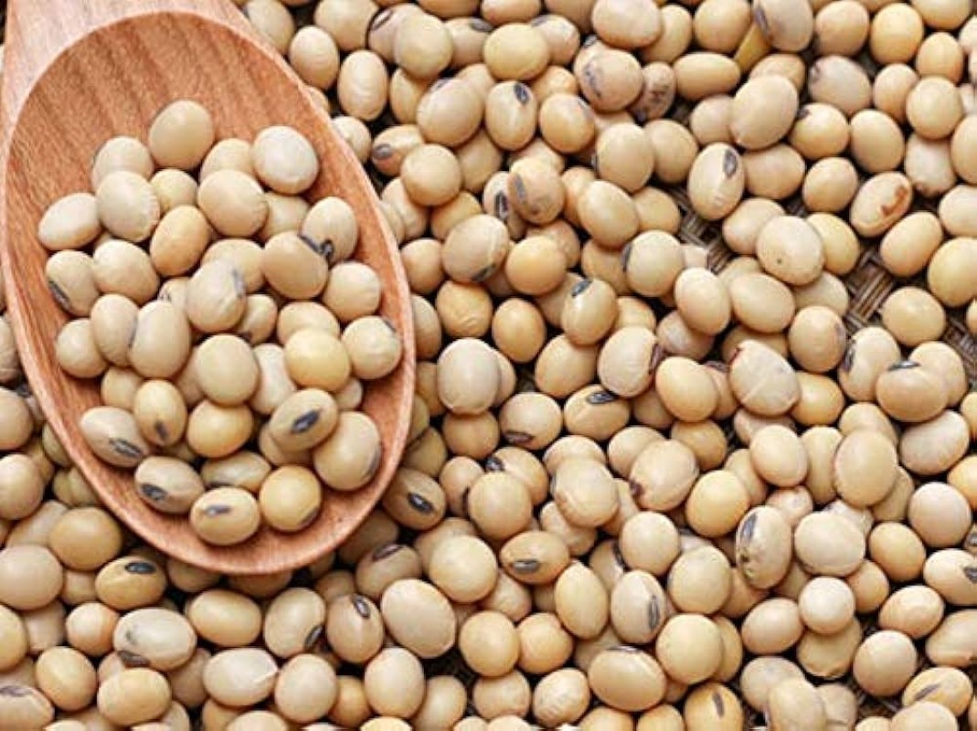 SOYA BEANS from India