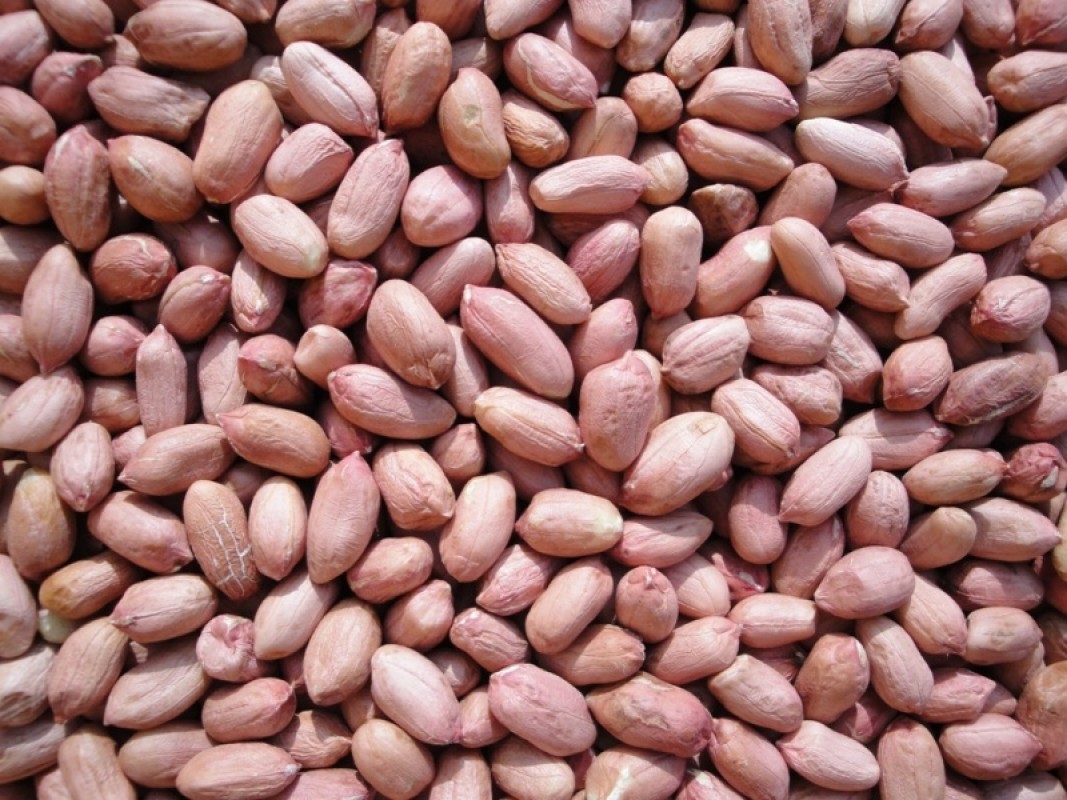 Arachide ou cacahuète from Inde