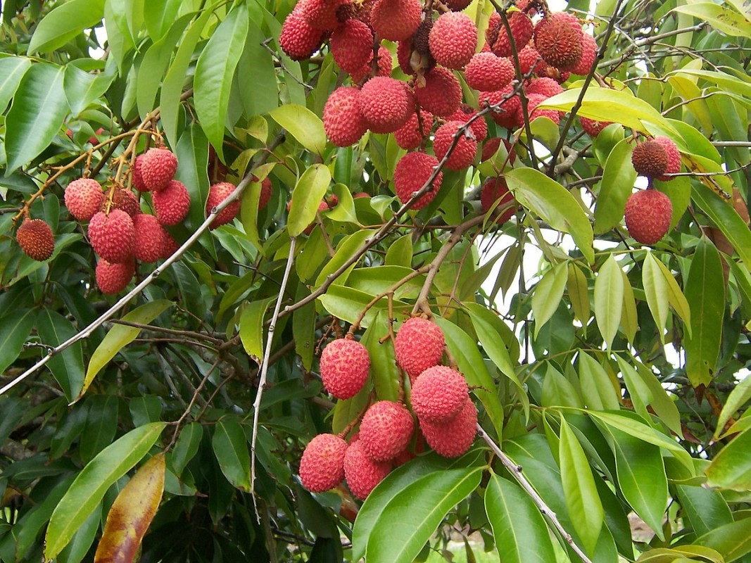 Fresh Lychees from India
