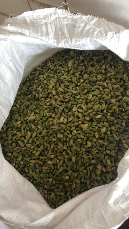 Kapulaga Hijau from India