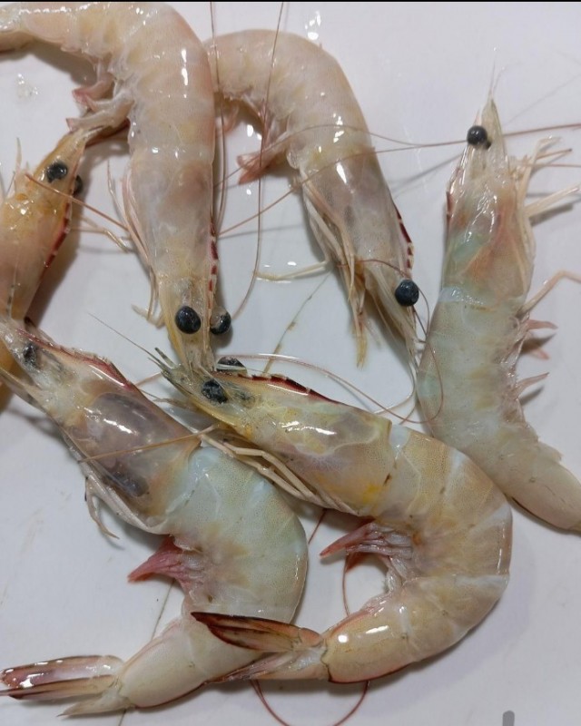 Iranian shrimp from Iran