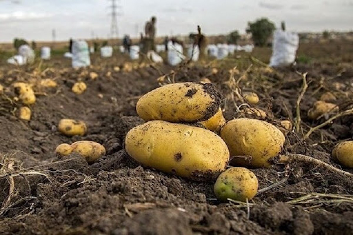 Potatoes from Iran