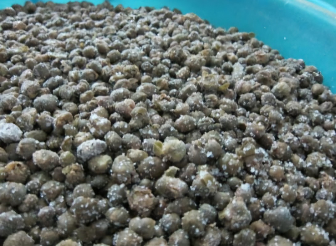 Capers from Iran