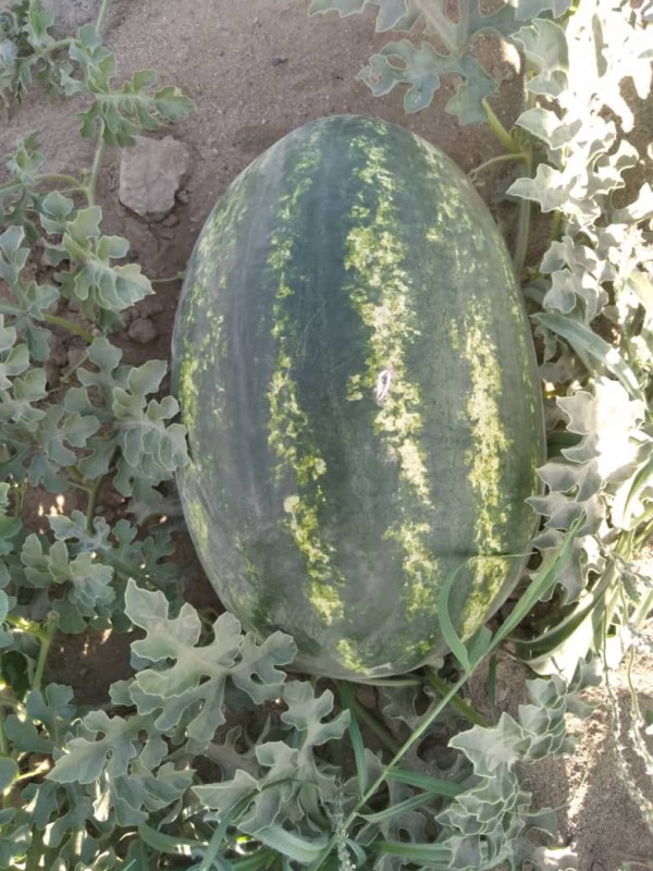 Watermelon from Iran
