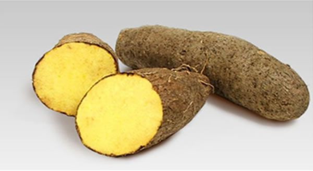 Ubi kuning from Jamaika