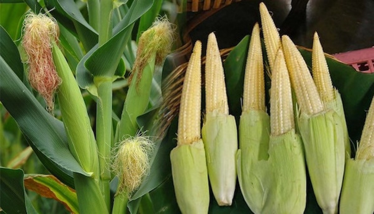 Jagung baby from Kenya