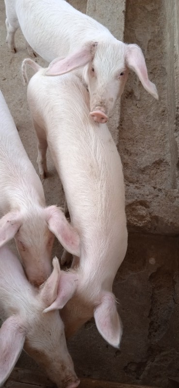 Pigs from Kenya