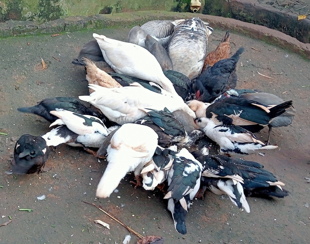 PATOS, GALINHAS-D'ANGOLA E PERUS from Quénia